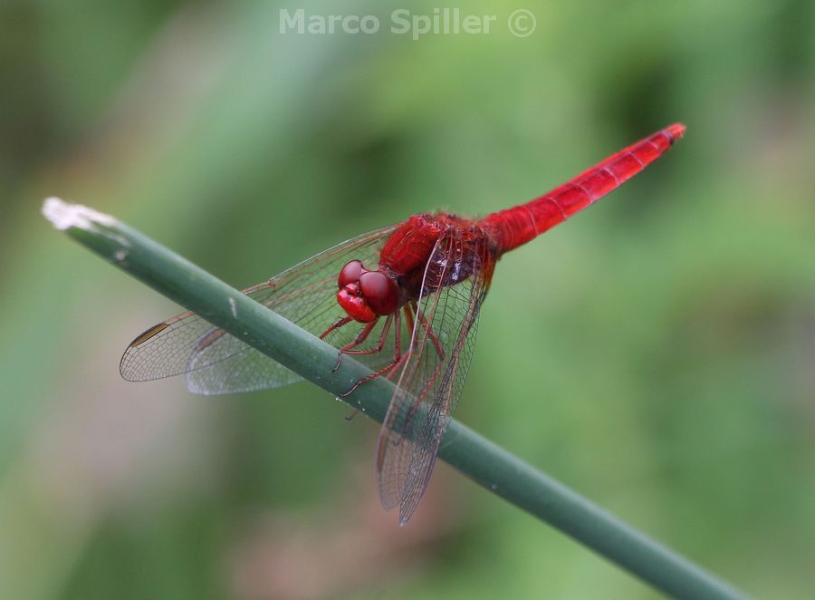 Crocothemis erythraea - immagini + video